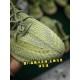 H12 Batch Unisex Adidas Yeezy Boost 350 V2 Antlia FV3250